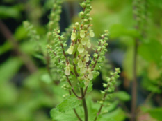 Teucrium scorodonia Valse salie bestellen